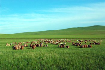 呼伦贝尔，草原明珠的壮美画卷